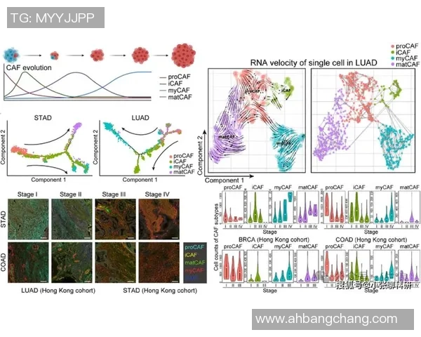 深入解析上海篮球队的技术表现与数据分析探讨